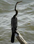 Anhinga roux