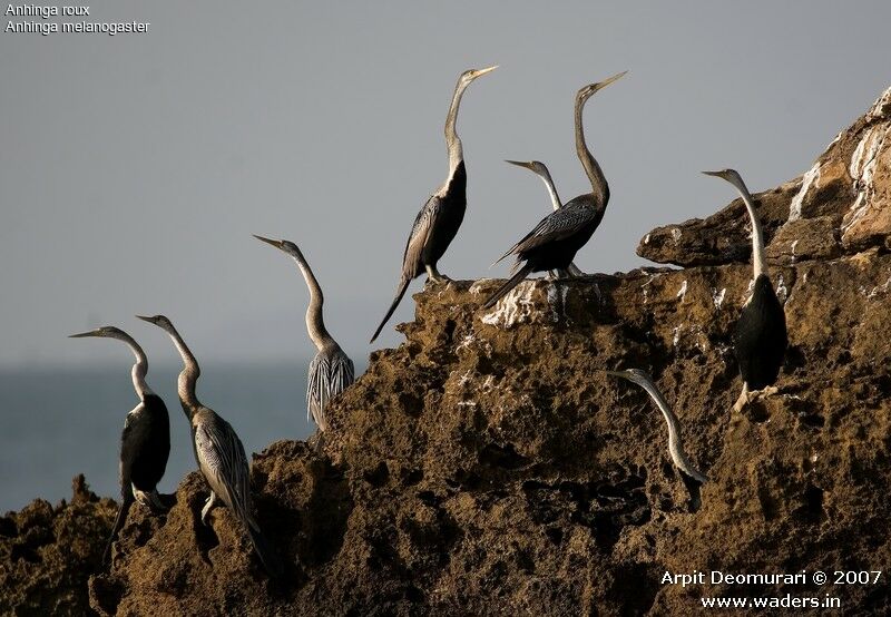 Anhinga roux