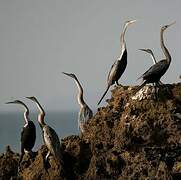 Oriental Darter