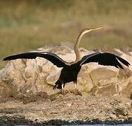 Oriental Darter