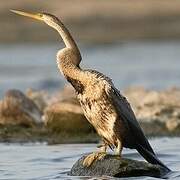 Oriental Darter