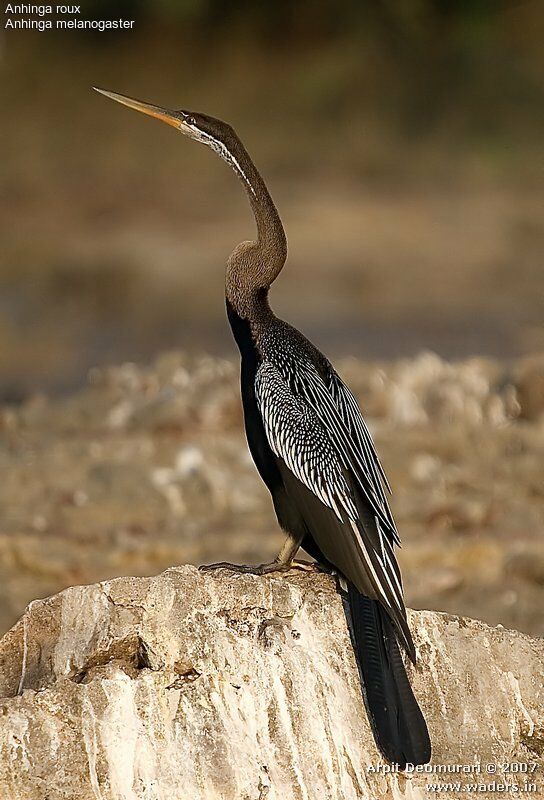 Anhinga roux