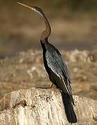 Oriental Darter