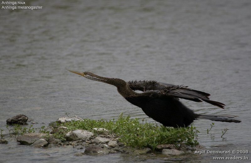 Oriental Darter