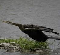 Oriental Darter