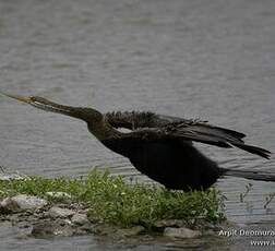 Anhinga roux