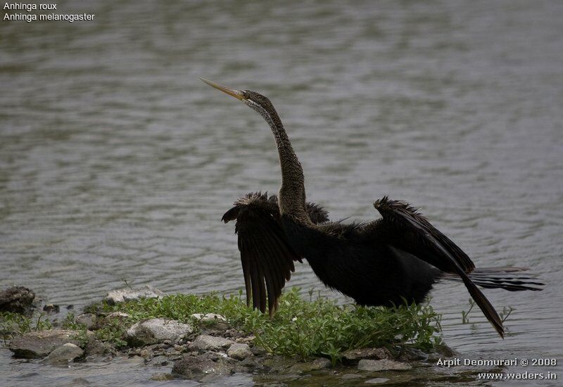 Oriental Darter