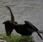 Oriental Darter