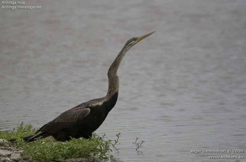 Anhinga roux