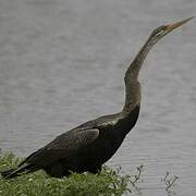 Anhinga roux