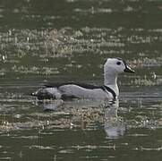 Cotton Pygmy Goose