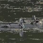 Cotton Pygmy Goose