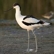 Avocette élégante