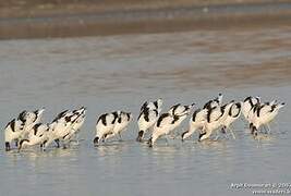 Avocette élégante