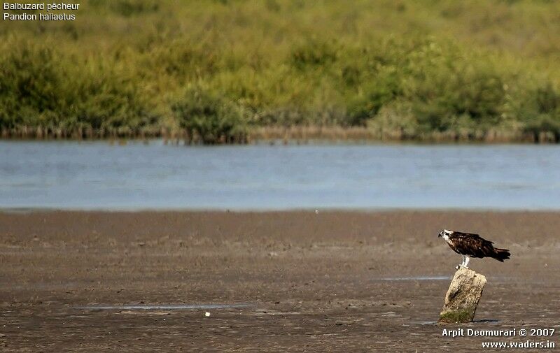 Western Osprey