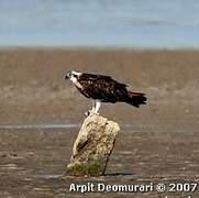 Western Osprey