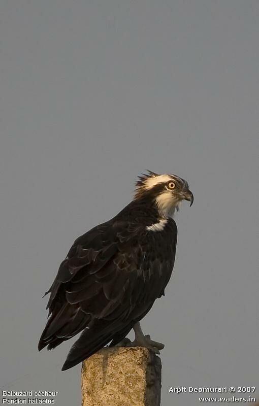 Western Osprey