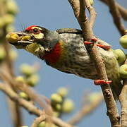 Coppersmith Barbet