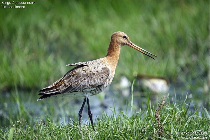 Black-tailed Godwit