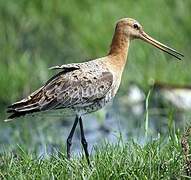 Black-tailed Godwit