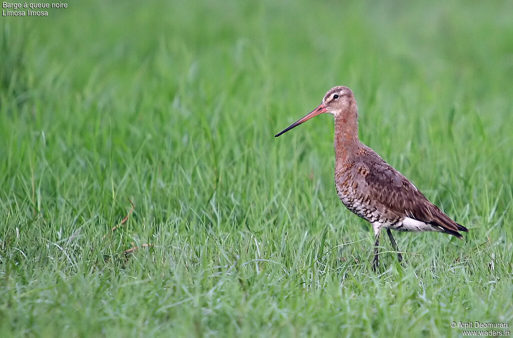 Black-tailed Godwit