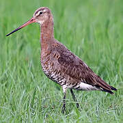 Black-tailed Godwit