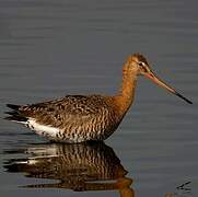 Black-tailed Godwit