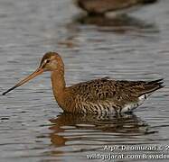 Black-tailed Godwit