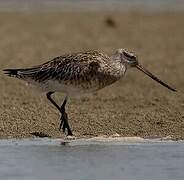 Bar-tailed Godwit