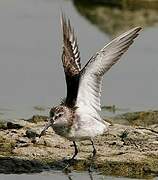 Curlew Sandpiper