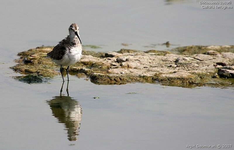 Curlew Sandpiper