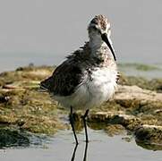 Curlew Sandpiper