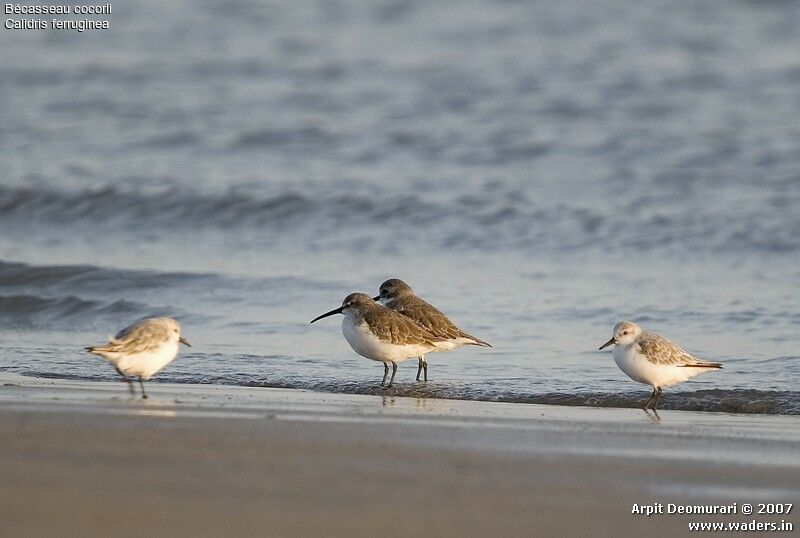 Curlew Sandpiper