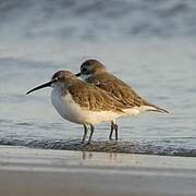 Curlew Sandpiper