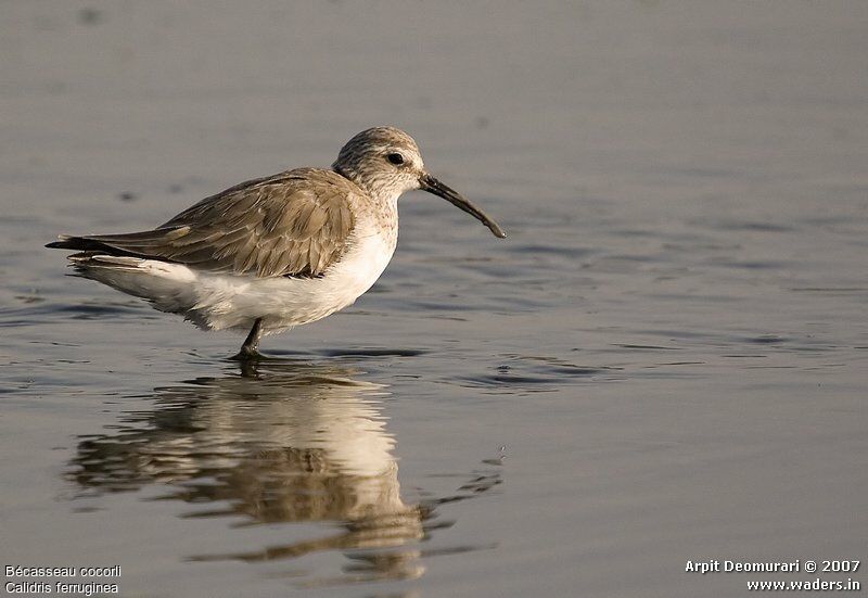 Curlew Sandpiper