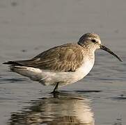 Curlew Sandpiper