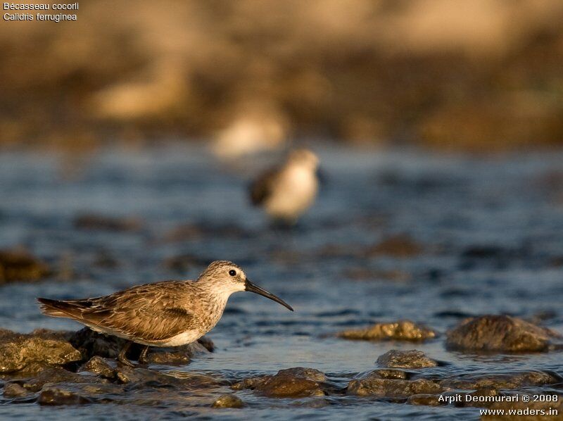 Curlew Sandpiper