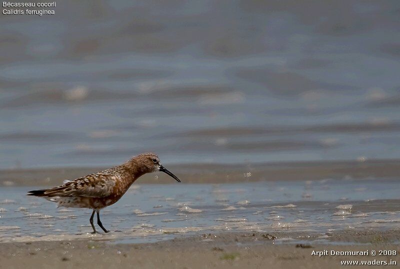 Curlew Sandpiperadult breeding