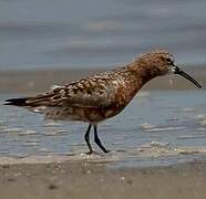 Curlew Sandpiper