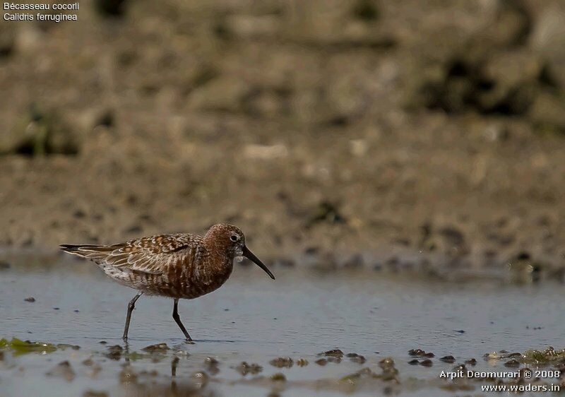 Curlew Sandpiperadult breeding