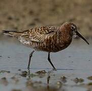 Curlew Sandpiper