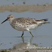 Great Knot