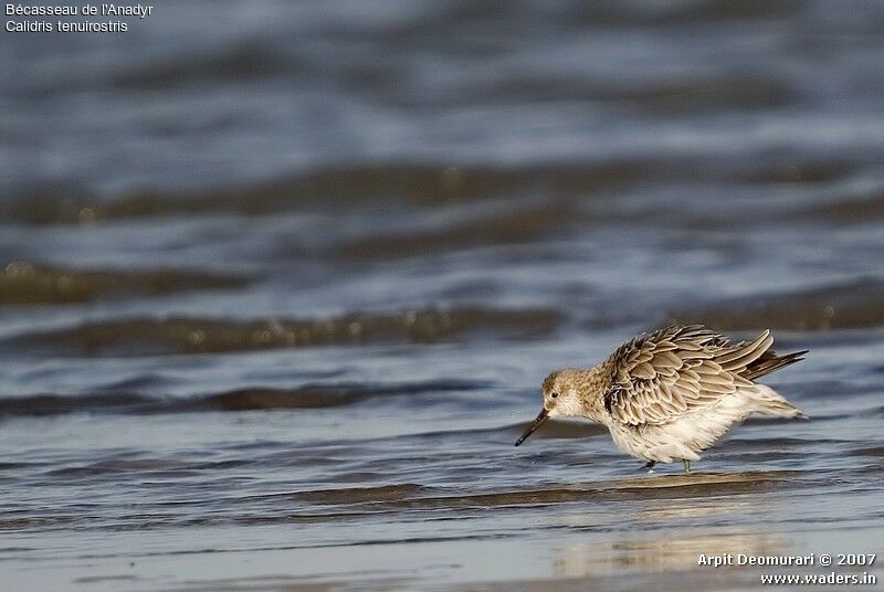 Great Knot