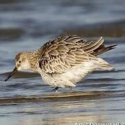 Great Knot