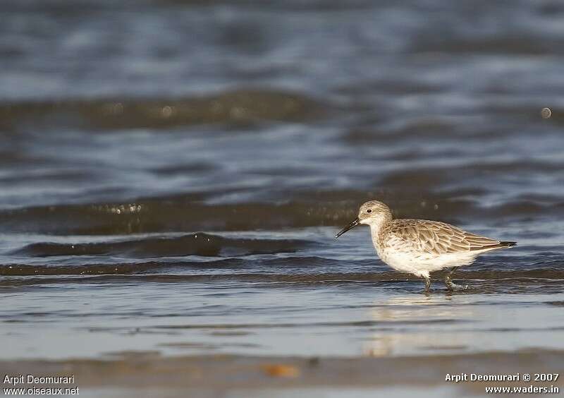 Great Knot