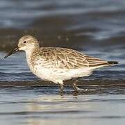 Great Knot