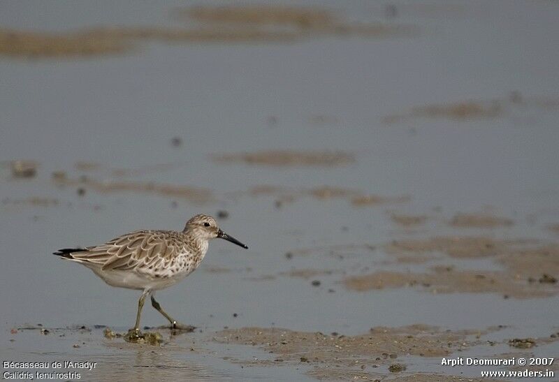 Great Knot