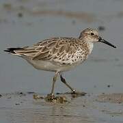 Great Knot