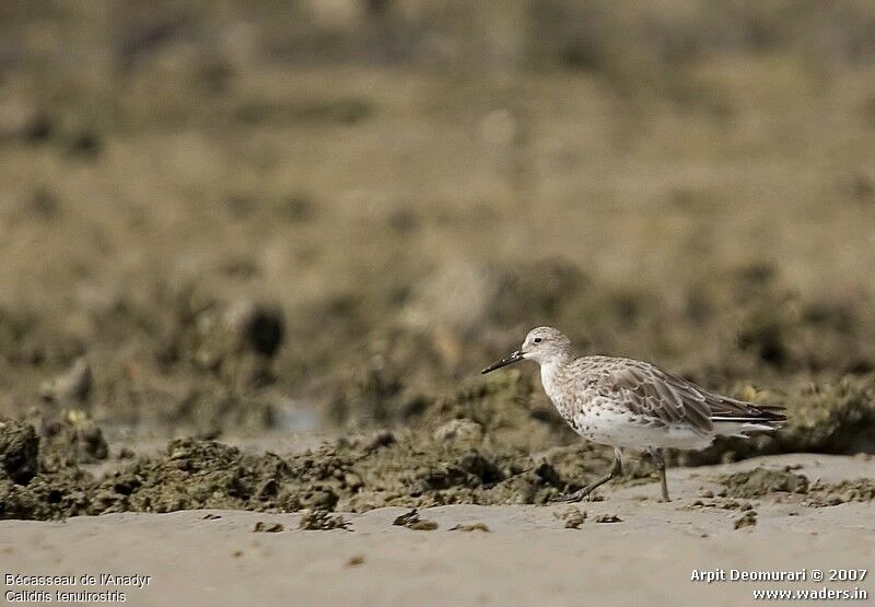 Great Knot