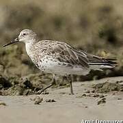 Great Knot